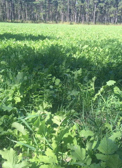 WMS Alabama Blend 50 lb