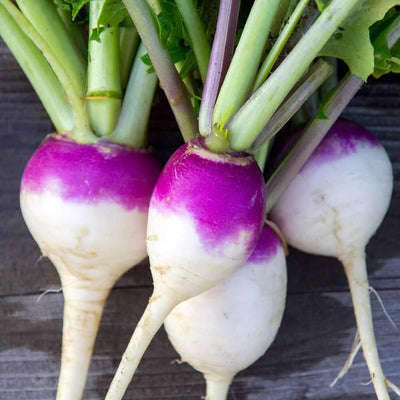 Turnip Purple Top