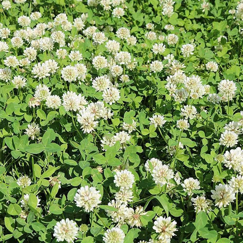 Clover Advantage Ladino