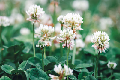 Marco Polo White Dutch Clover Field Seed