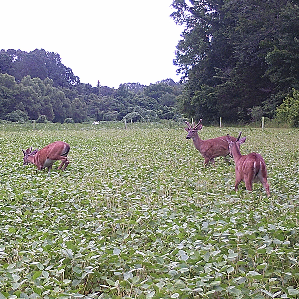Bio Logic Game Changer Forage Soybeans Glyphosate Ready 40 lbs