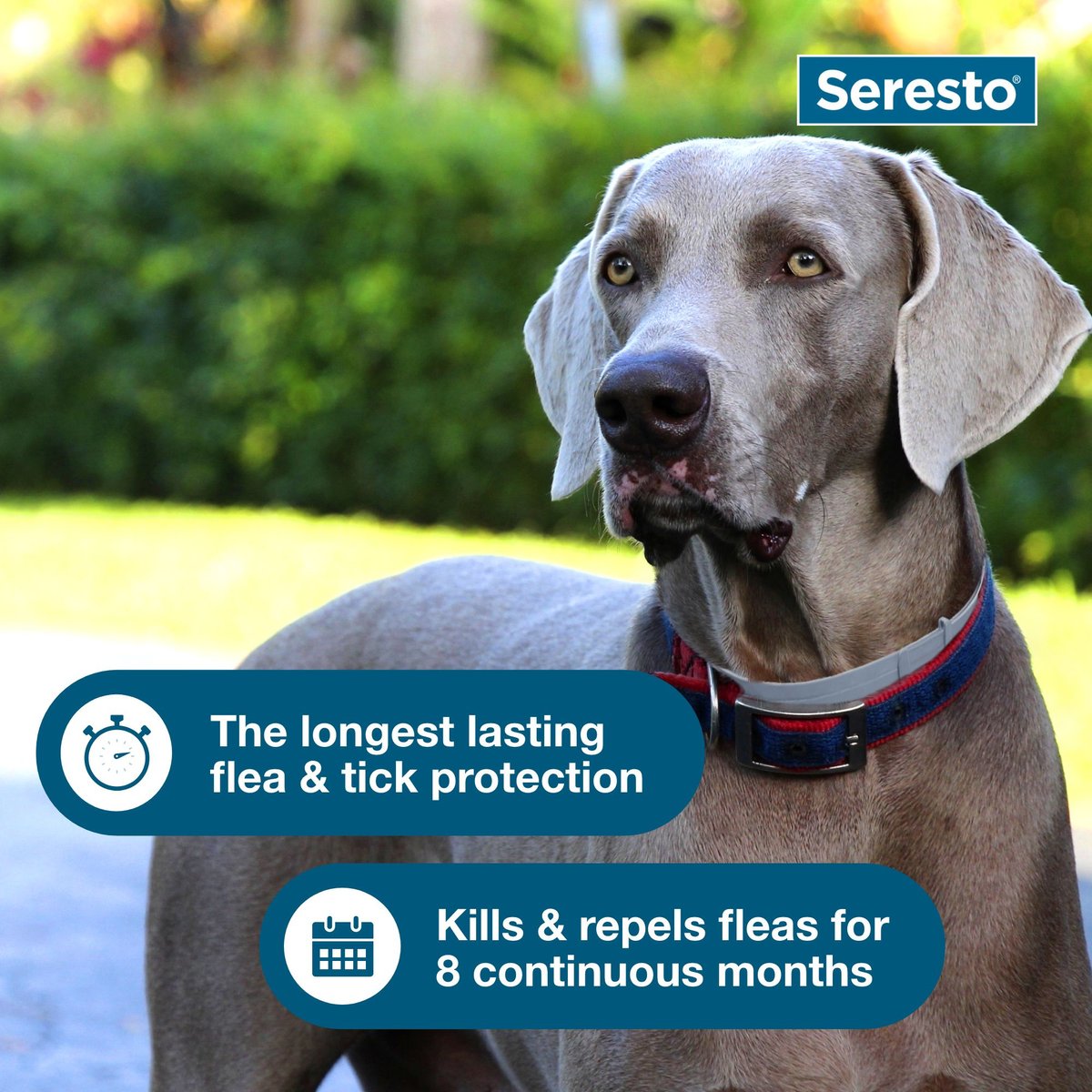 Seresto Flea and Tick Collar for Dogs over 18 lbs