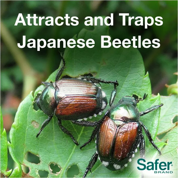 Safer Japanese Beetle Trap & Bait