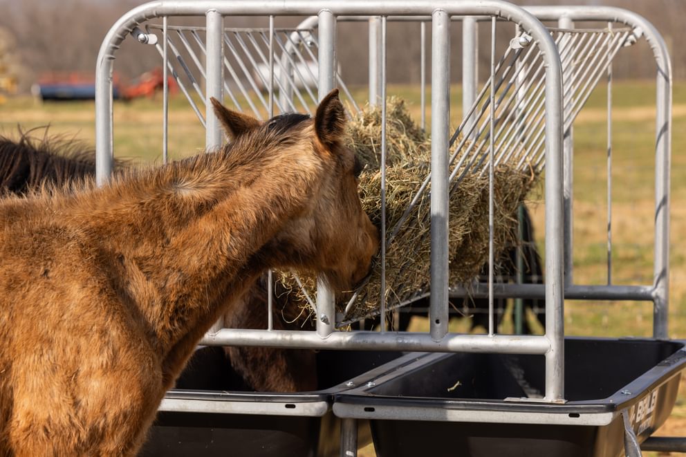 Behlen Equine Ace Horse Feeder