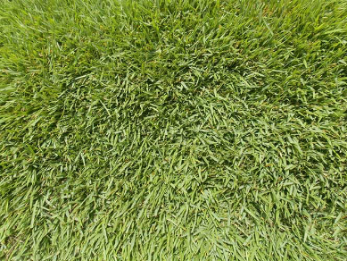 Fescue Rebel V Turf