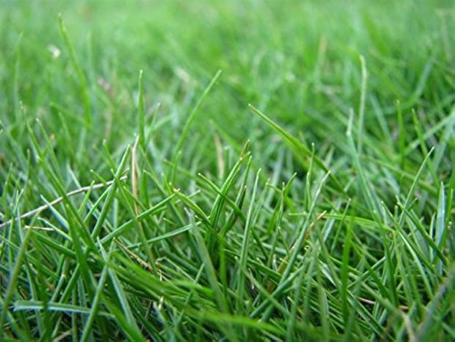 Bermuda Grass Seed Common Coated