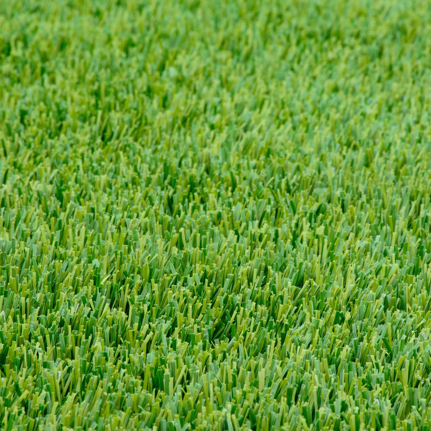 Ryegrass Panterra turf