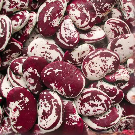 Lima Bean Christmas Giant Speckled Pole