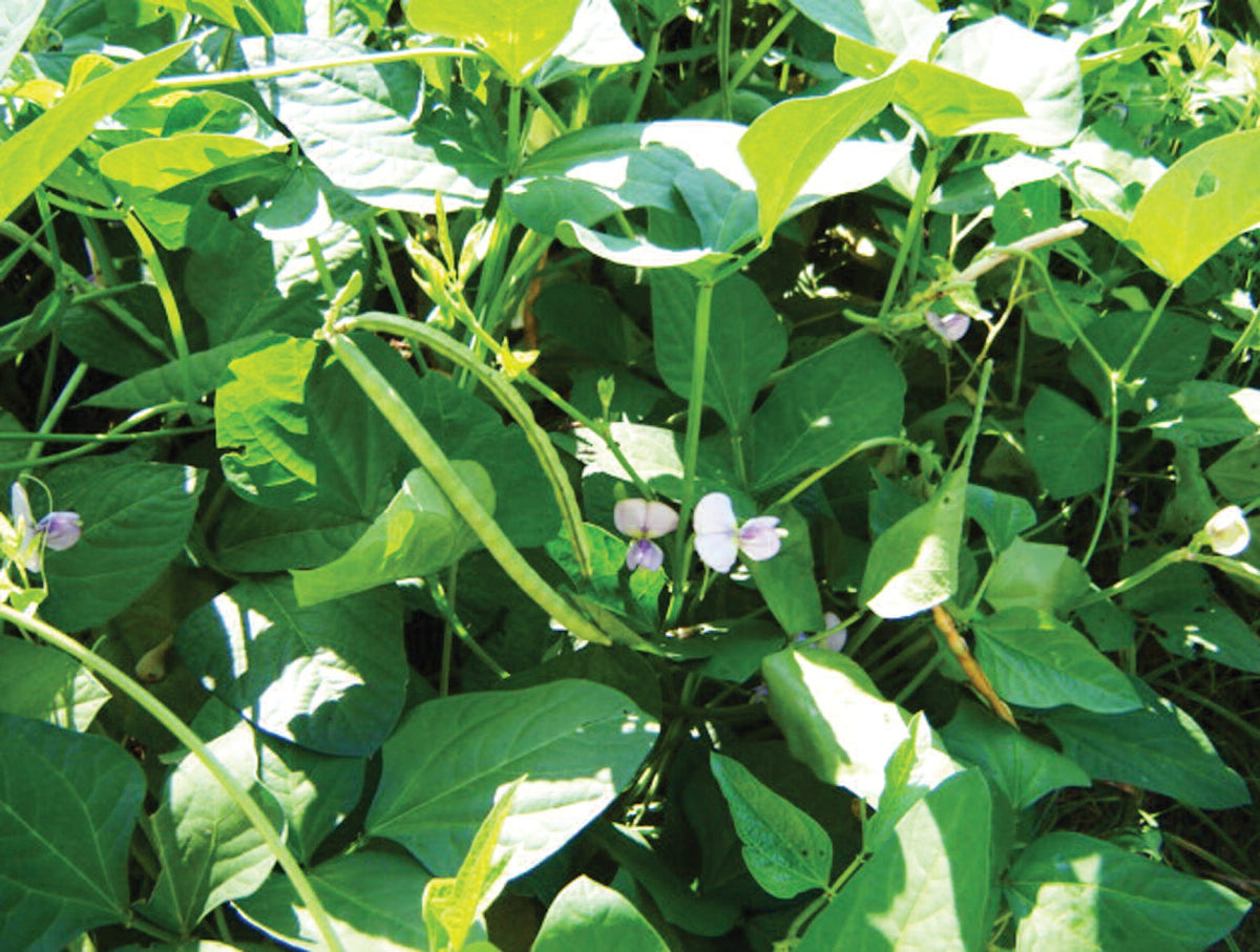 Iron Clay Cow Peas