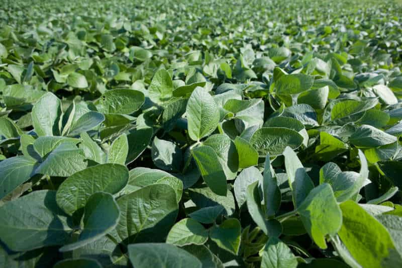Hutcheson Soybeans
