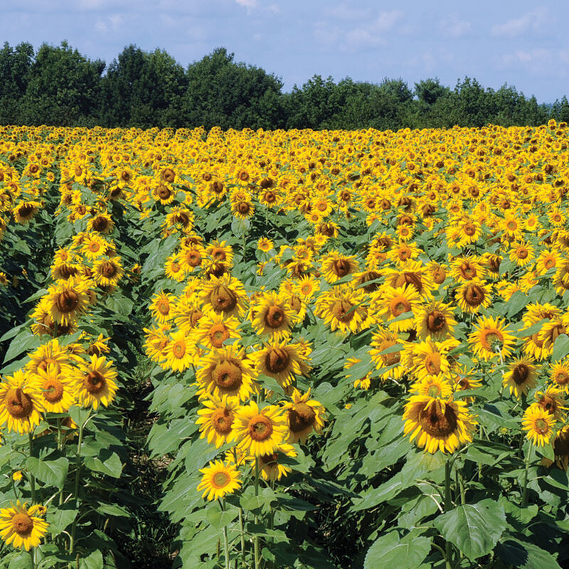 Sunflower Planting Seed Black Oil Peredovik 50 lb