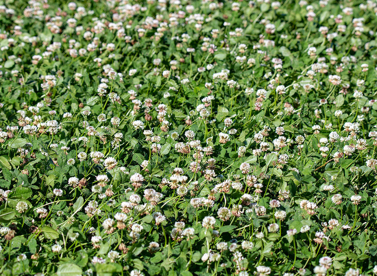Fixation Balansa Clover