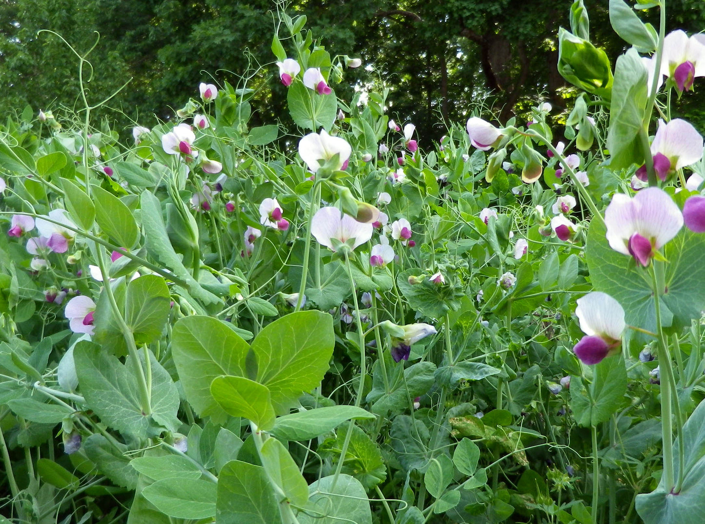 Austrian Winter Peas