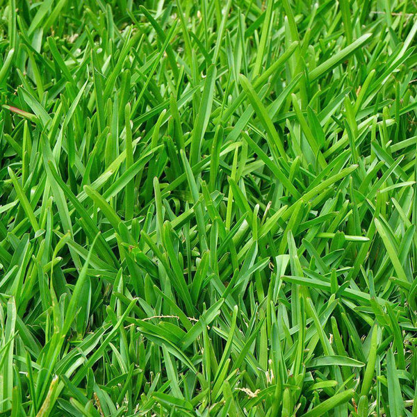 Marshall Annual Ryegrass 50 lb