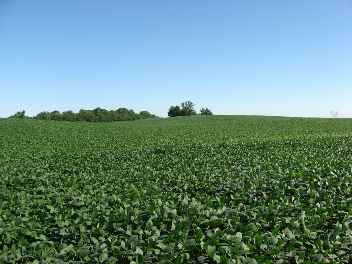 Allen Soybeans USG 50 lbs