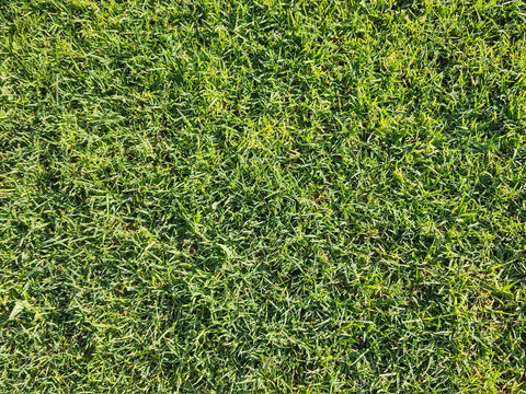 Bermuda Triangle Grass Seed
