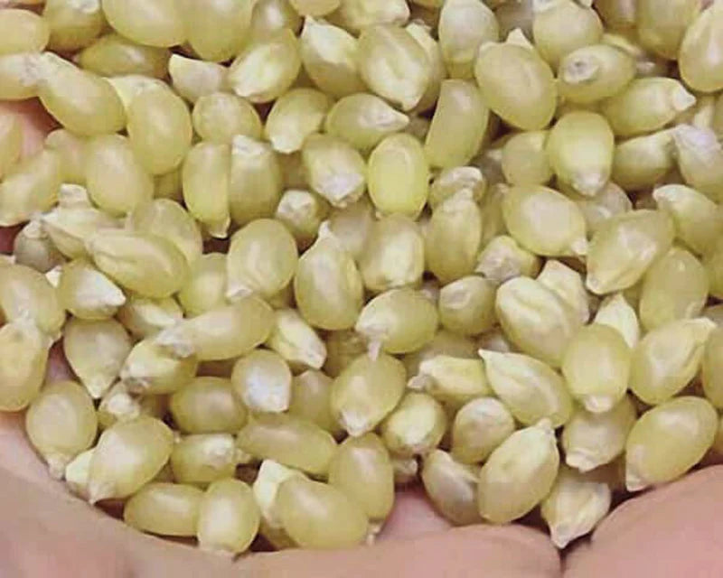 Popcorn Seed Japanese Hull Les White 1 oz