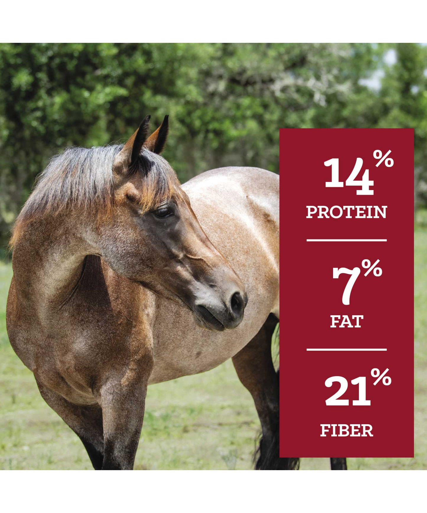 Nutrena Safe Choice Special Care Pellet Feed 50 lbs