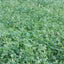 WMS Clover Feast 3-lbs