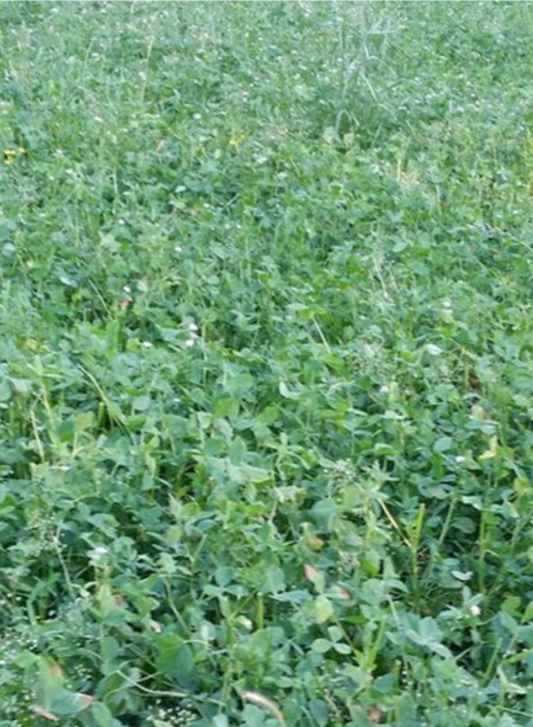 WMS Clover Feast 3-lbs