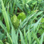 WMS Deer Magnet Plot Mix 50 lb