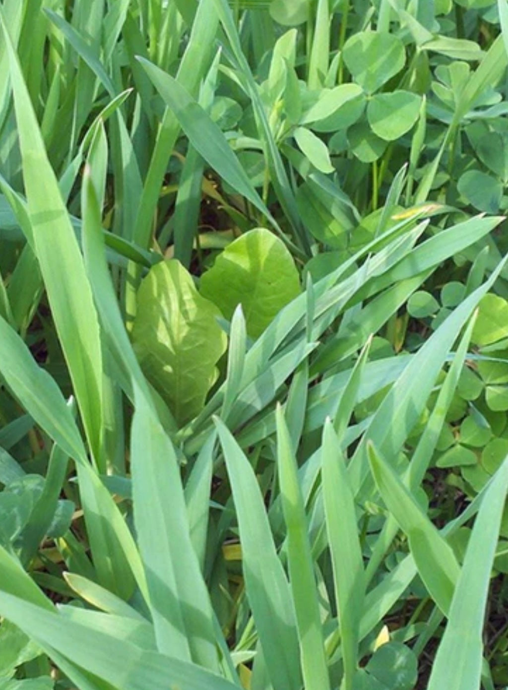 WMS Deer Magnet Plot Mix 50 lb