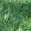WMS No Till Blend 20-lbs