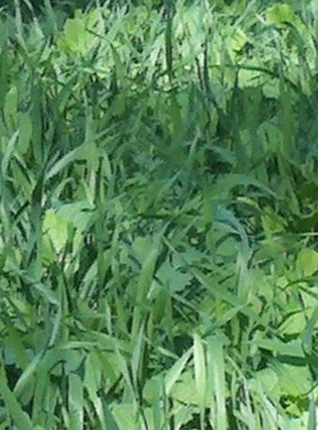 WMS No Till Blend 20-lbs