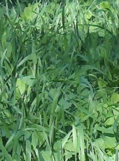 WMS No Till Blend 20-lbs