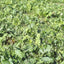 WMS Brassica Blend 3-lbs