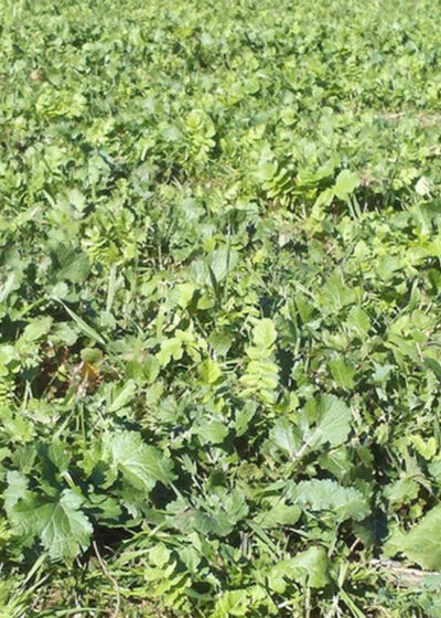 WMS Brassica Blend 3-lbs