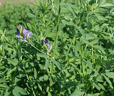 Alfalfa Bulldog 805