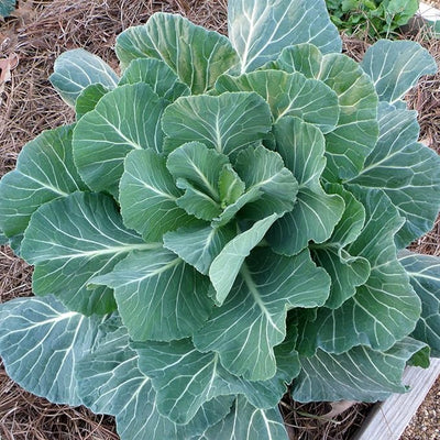 Collards Georgia Southern