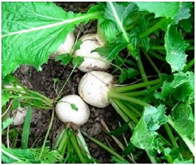Turnip Seven Top