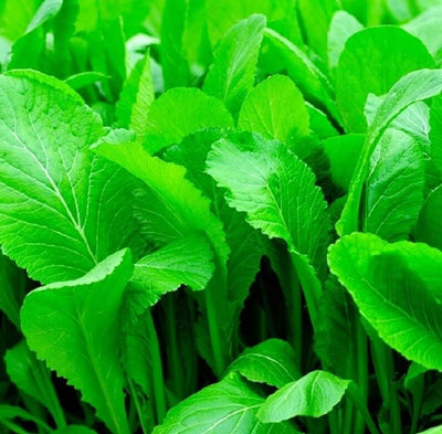 Mustard Florida Broadleaf
