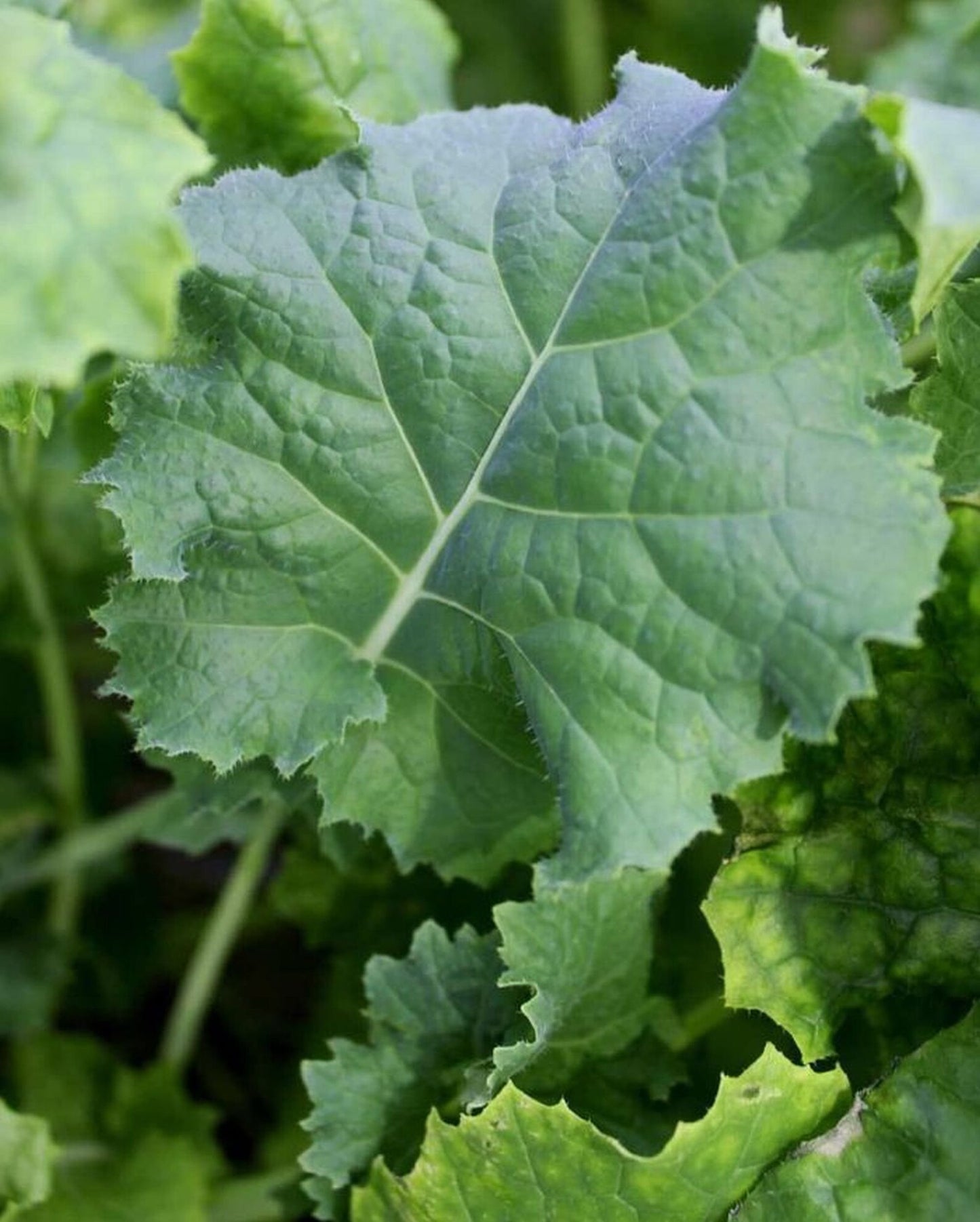 Kale