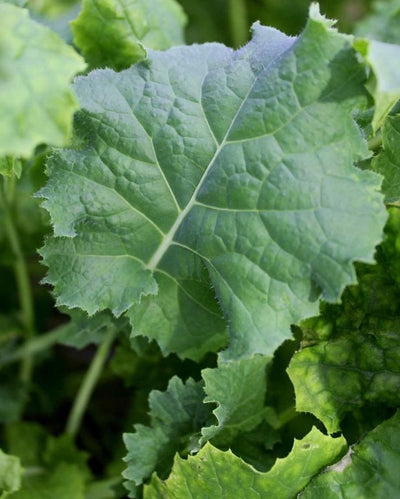 Kale