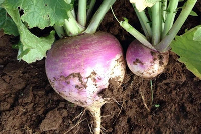 Turnip Rutabaga