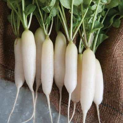 Radish White Icicle