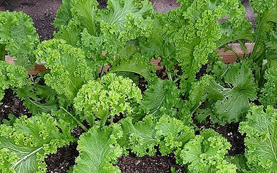 Mustard Curled Leaf