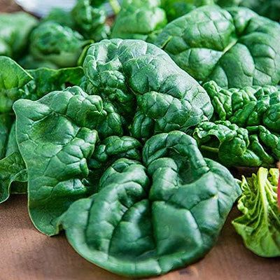 Spinach Bloomsdale
