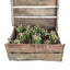Onions Texas Sweet White bunch plants