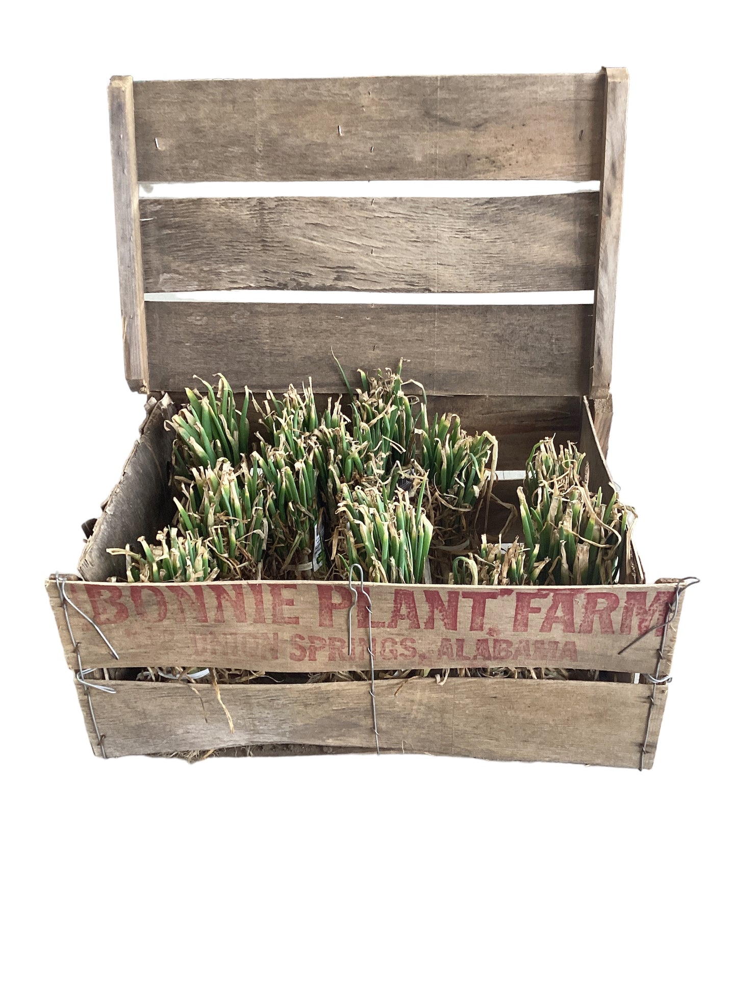 Onions Texas Sweet White bunch plants