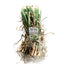 Onions Texas Sweet White bunch plants