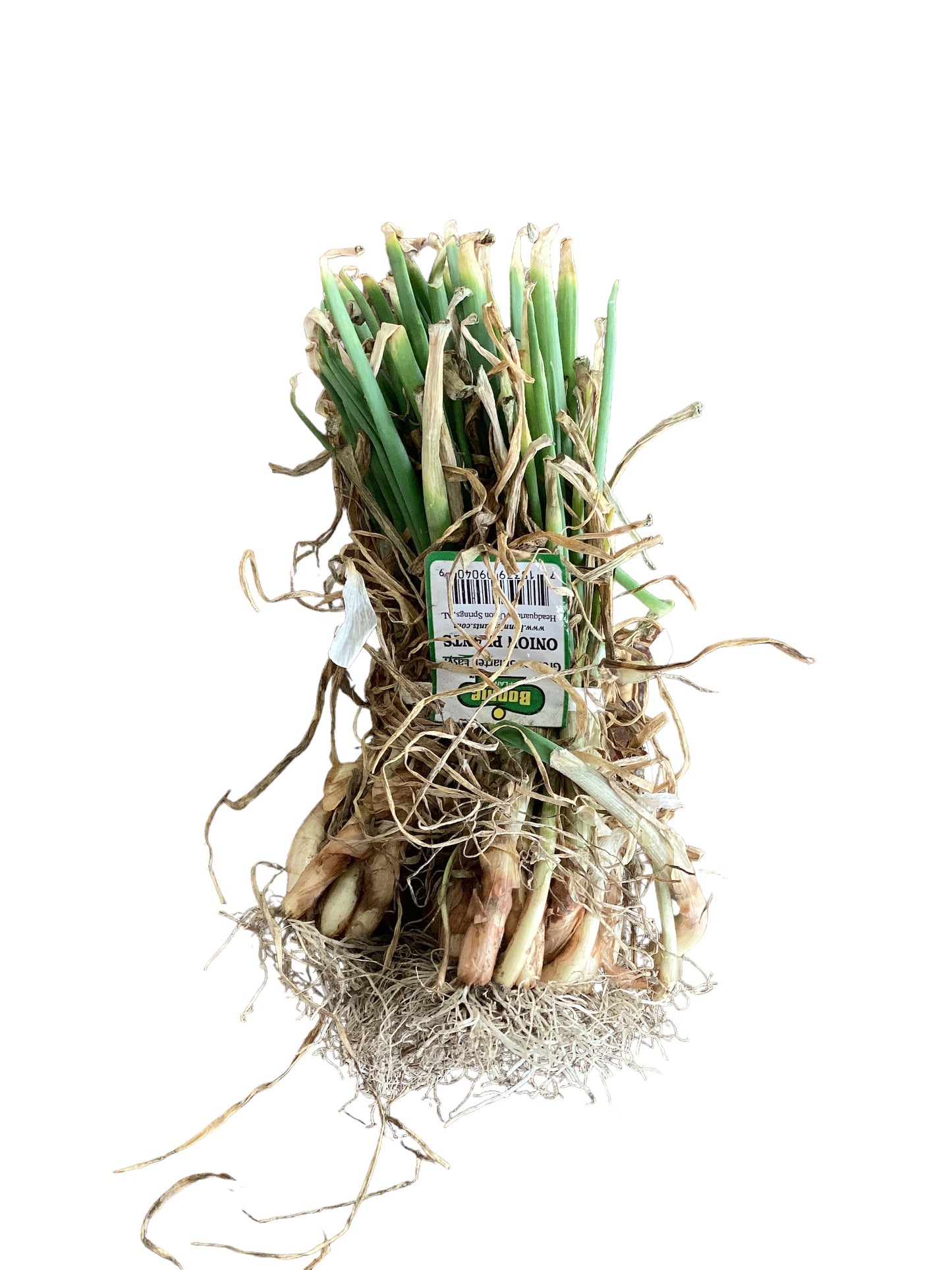 Onions Texas Sweet White bunch plants