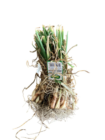 Onions Red Sweet bunch plants