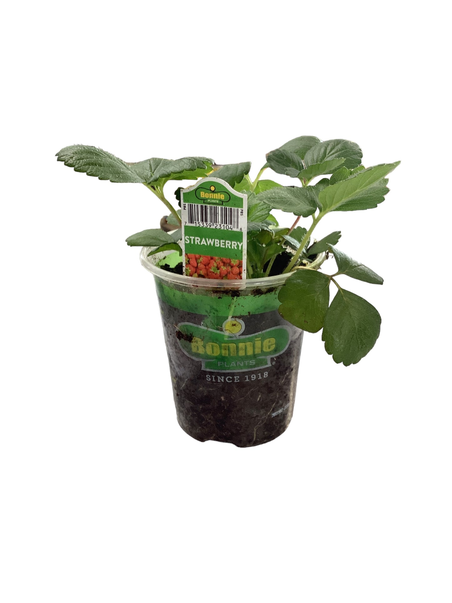 Strawberry Plants Green Cup