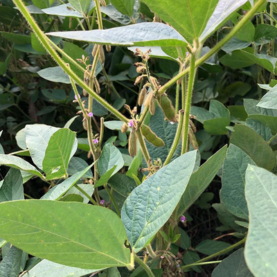 Bio Logic Game Changer Forage Soybeans Glyphosate Ready 40 lbs