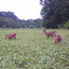 Bio Logic Game Changer Forage Soybeans Glyphosate Ready 40 lbs
