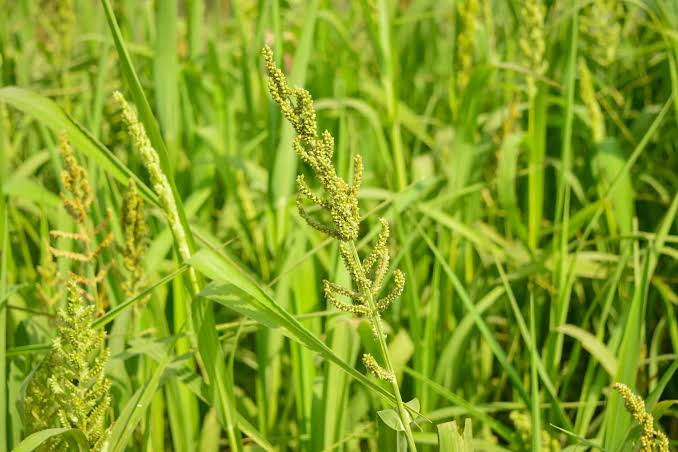 Millet Seed Japanese 50 lb